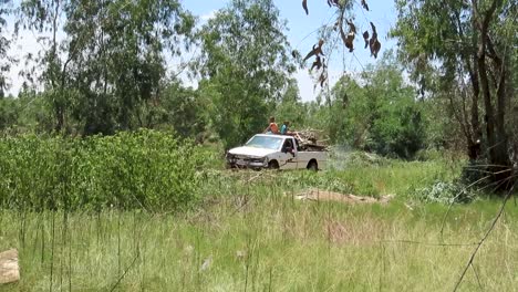 Remove-firewood-from-deforestation-site-with-white-pickup-truck