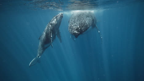 Humpback-Whales-Resting-Beneath-The-Warm-Tropical-Waters-Of-Vava'u-Tonga