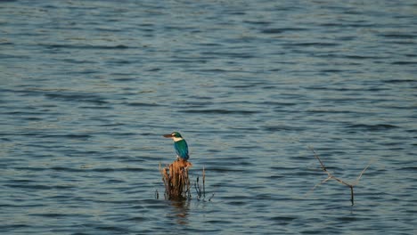 Die-Kamera-Gleitet-Nach-Rechts-Und-Zoomt-Heraus,-Um-Diesen-Hübschen-Halsband-Eisvogel-(Todiramphus-Chloris)-In-Thailand-Zu-Enthüllen.