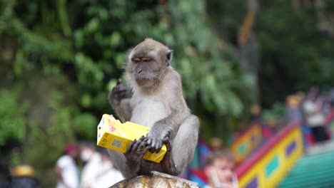 Playful-monkey-steals-juice-drink-and-drinks-from-it---Batu-Caves-Kuala-Lumpur