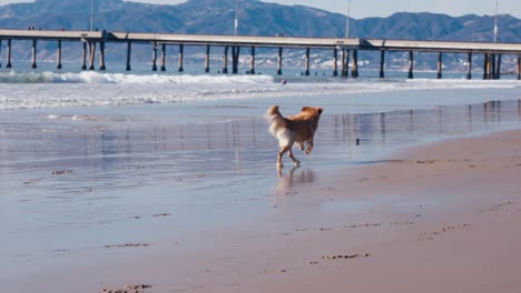 Golden-Retriever-Dog-Running-and-Catching-the-Ball-on-Beach,-Slow-Motion