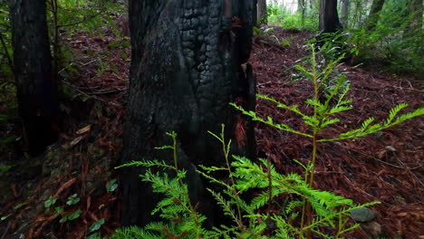 Tronco-De-árbol-De-Secoya-Carbonizado-En-El-Monumento-Nacional-De-Muir-Woods-Después-De-Un-Antiguo-Incendio-Forestal