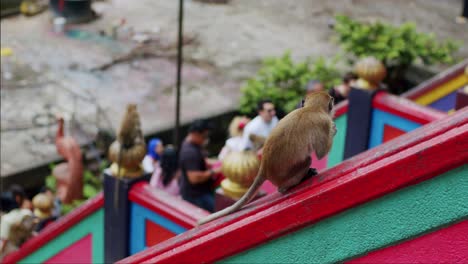 Makaken-Affe-Genießt-Eine-Leckerei-Mit-Besuchern-Im-Hintergrund