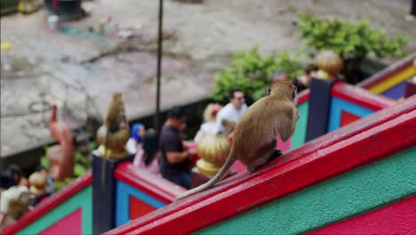 Macaque-Monkey-enjoying-a-treat-with-visitors-in-the-background