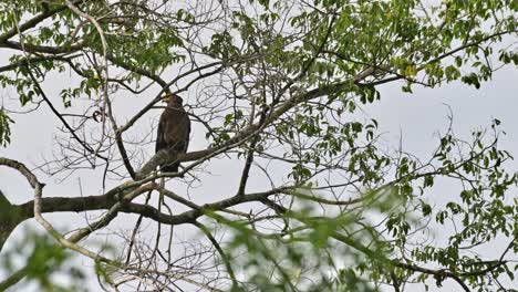 Blick-Nach-Unten-Nach-Rechts-Und-Dreht-Dann-Den-Kopf-Nach-Links,-Von-Hinter-Den-Zweigen-Aus-Gesehen,-Schlangenadler-Mit-Haube,-Spilornis-Cheela,-Thailand