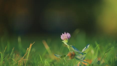 A-pink-clover-hidden-in-the-lush-green-grass-of-the-summer-meadow