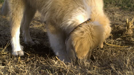 Anatolian-Pyrenees-Puppies-Foraging-On-Grassy-Field