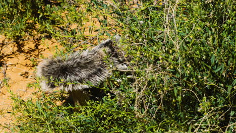 Südafrikanisches-Erdhörnchen-Ernährt-Sich-An-Einem-Sonnigen-Tag-Von-Einem-Grünen-Busch