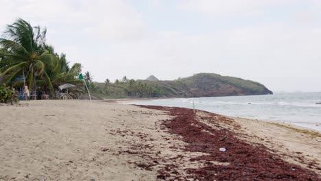 Windy-tropical-beach-with-red-kelp-on-the-shore,-Grenada