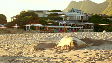 Buffel,-El-Famoso-Elefante-Marino-Del-Sur,-Se-Siente-Como-En-Casa-En-La-Playa-De-Onrus.