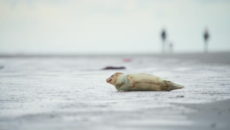 Baby-harbor-seal-lying-on-beach,-blurred-people-playing-in-background
