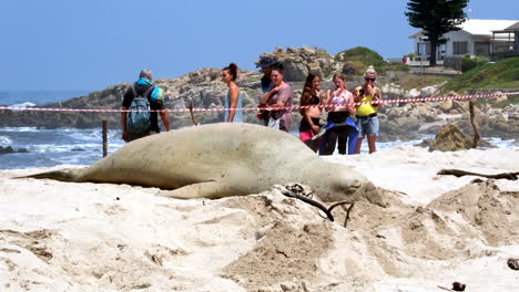 Onlookers-of-Southern-Elephant-Seal-eat-ice-cream-behind-cordoned-off-area