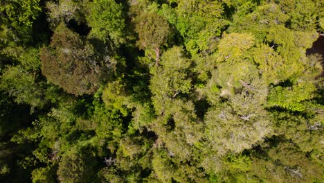 Aerial-overhead-drone-shot-of-the-myrtle-tree-cathedral,-dense-forest-in-tepuhueico-park,-Chiloé,-Chile