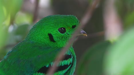 Green-broadbill-perched-amidst-thick-foliage-in-the-forest,-its-vibrant-plumage-blending-seamlessly-with-the-lush-greenery,-close-up-shot-of-wild-bird-species