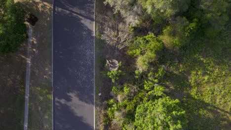 Aerial-view-of-osprey-nest-atop-wooden-pole-in-suburban-woodlands