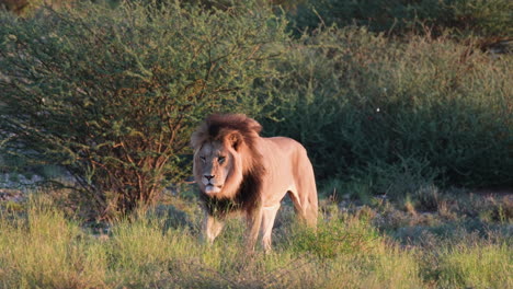 Male-Lion-Walking-In-The-Grass-In-African-Savanna---Tracking-Shot