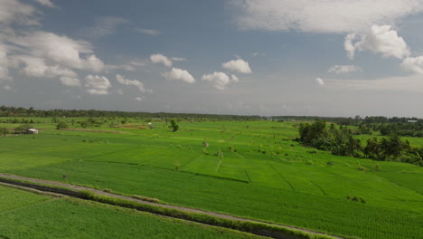 Balis-Reisfelder-Wiegen-Sich-Im-Wind-Und-Erzeugen-Einen-Faszinierenden-Tanz-Aus-üppigem-Grün