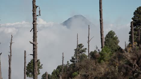 Agua-Volcano-emerges-from-clouds,-viewed-from-Acatenango,-amid-midday-haze,-framed-by-vegetation-and-burnt-trees