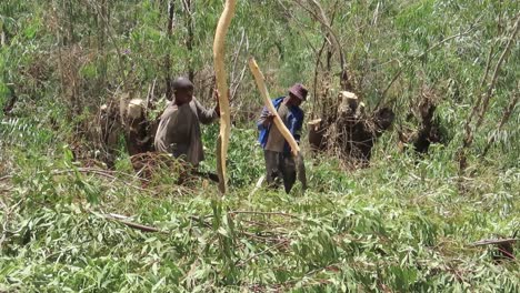 Two-Black-men-remove-tree-bark-from-logs-with-pangas