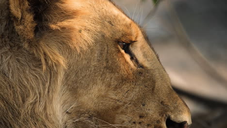 Nahaufnahme-Von-Der-Seite-Eines-Männlichen-Löwen-In-Freier-Wildbahn