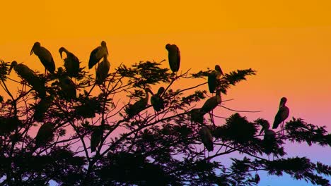 Flock-of-painted-stork-birds-perched-on-tree-at-epic-dusk