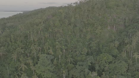 Drone-shot-of-the-palms-of-Dominican-Republic