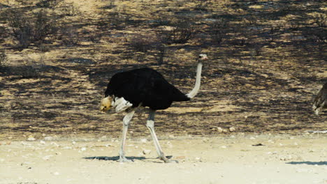 Male-ostrich-walks-through-burnt-bushland