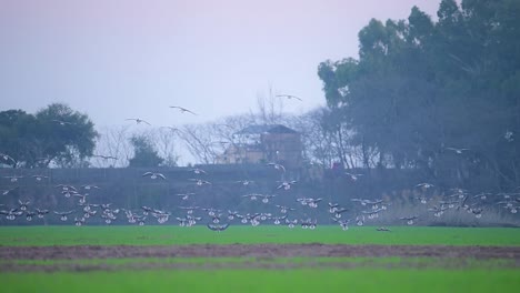 Flock-of-Greylag-goose-Landing-in-Wheat-Field