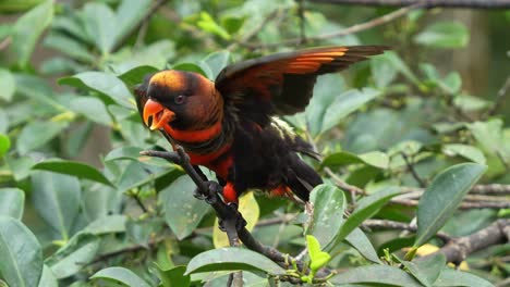 Loud-and-noisy-dusky-lory,-pseudeos-fuscata-perched-on-treetop,-bobbing-its-head,-slowly-walking-up-the-tree-branch-and-flapping-its-wings-with-sign-of-aggression,-close-up-shot