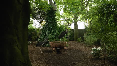 Profile-view-a-Black-Storch-standing-on-a-clay-tub-of-water-and-the-other-roaming-around-with-greenery-at-background