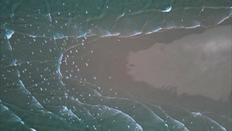 Aerial-shot-overhead-a-dog-chasing-a-flock-of-birds-at-Provincetown-beach