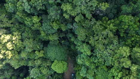 Getting-lost-in-the-woods,-aerial-downwards-shot