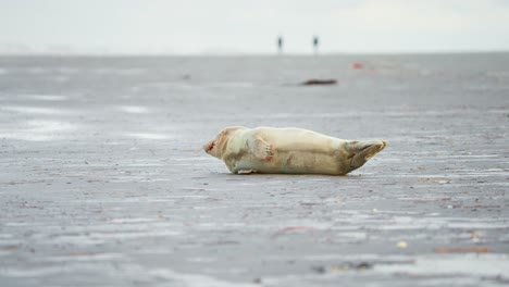 Baby-harbor-seal-pup-resting-on-sand-beach-in-Ameland,-looking-around