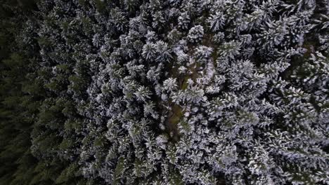 Alpine-snowline-in-mountain-showing-fressh-snow-on-trees