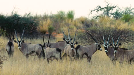 Seven-Gemsbok-antelopes-in-high-grass-with-green-bushes-in-background-watching-surroundings-attentively