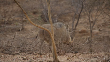 Warthog-wagging-tail-in-slow-motion