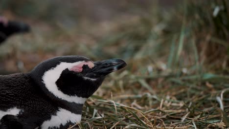 Close-Up-Of-A-Yawning-Magellanic-Penguin-In-Isla-Martillo,-Tierra-Del-Fuego,-Argentina