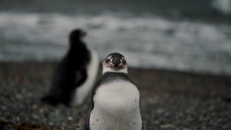 Magellanic-Penguins-Near-The-Beach-In-Isla-Martillo,-Tierra-del-Fuego,-Argentina---Close-Up-Shot