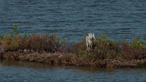 Mirando-Intensamente-Hacia-Abajo-Para-Atrapar-A-Su-Presa,-Garza-Gris-Ardea-Cinerea,-Tailandia