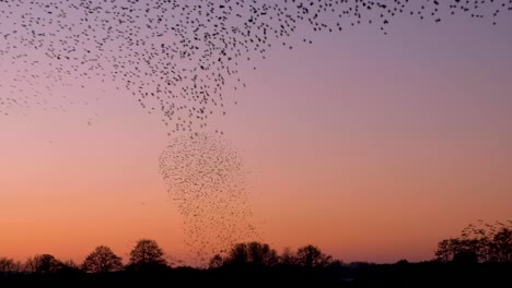 Massive-flock-of-starling-birds-performing-murmuration-dance-of-amazing-shapes-in-the-sky-during-sunset-in-Somerset,-West-Country-of-England-UK