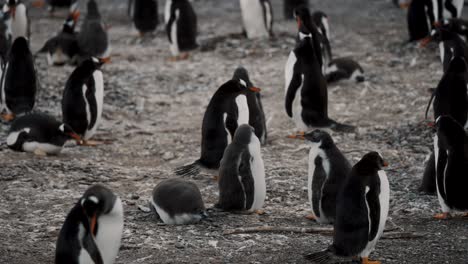 A-Colony-Of-Gentoo-Penguins-In-Isla-Martillo,-Tierra-del-Fuego,-Argentina---Close-Up
