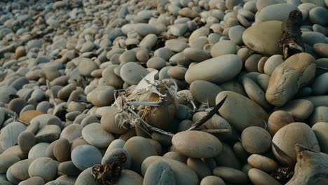 Seagull-remains-amid-smooth-stones-near-beach-shoreline