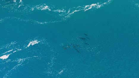 Dolphins-swimming-through-ocean-water-seen-from-above