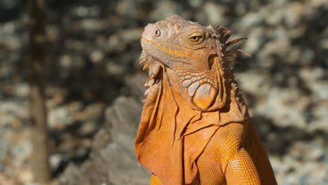 Portrait-of-Staring-Large-Wild-Orange-Iguana---close-up