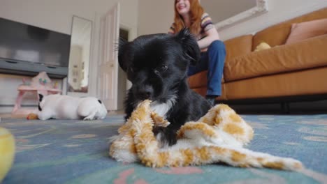 Family-pet-ripping-and-licking-soft-toy-in-comfort-of-home-apartment