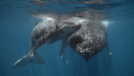 Adorable-Baby-Whale-Calf-Rubbing-Its-Rostrum-Against-Mom's-Face