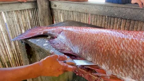 Latin-Man-Cut-Big-red-grouper-fish-along-to-fillet-it-on-fish-market,-caribbean