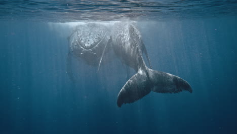 Ballenas-Jorobadas-Descansando-Inmóviles-En-La-Reserva-Marina-Protegida-De-Vava&#39;u-Tonga