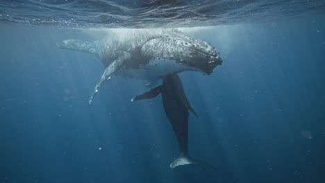 Encuentros-Submarinos-De-Avistamiento-De-Ballenas-En-El-Reino-De-Tonga.