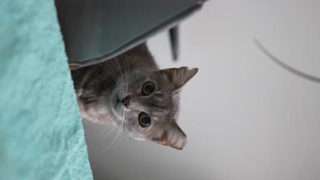 Curious-Cat-Peeking-Over-Edge,-Adorable-Gaze---vertical-video